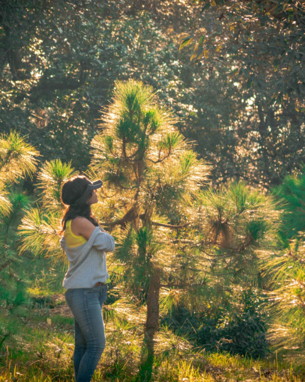 Pine Trees Trek