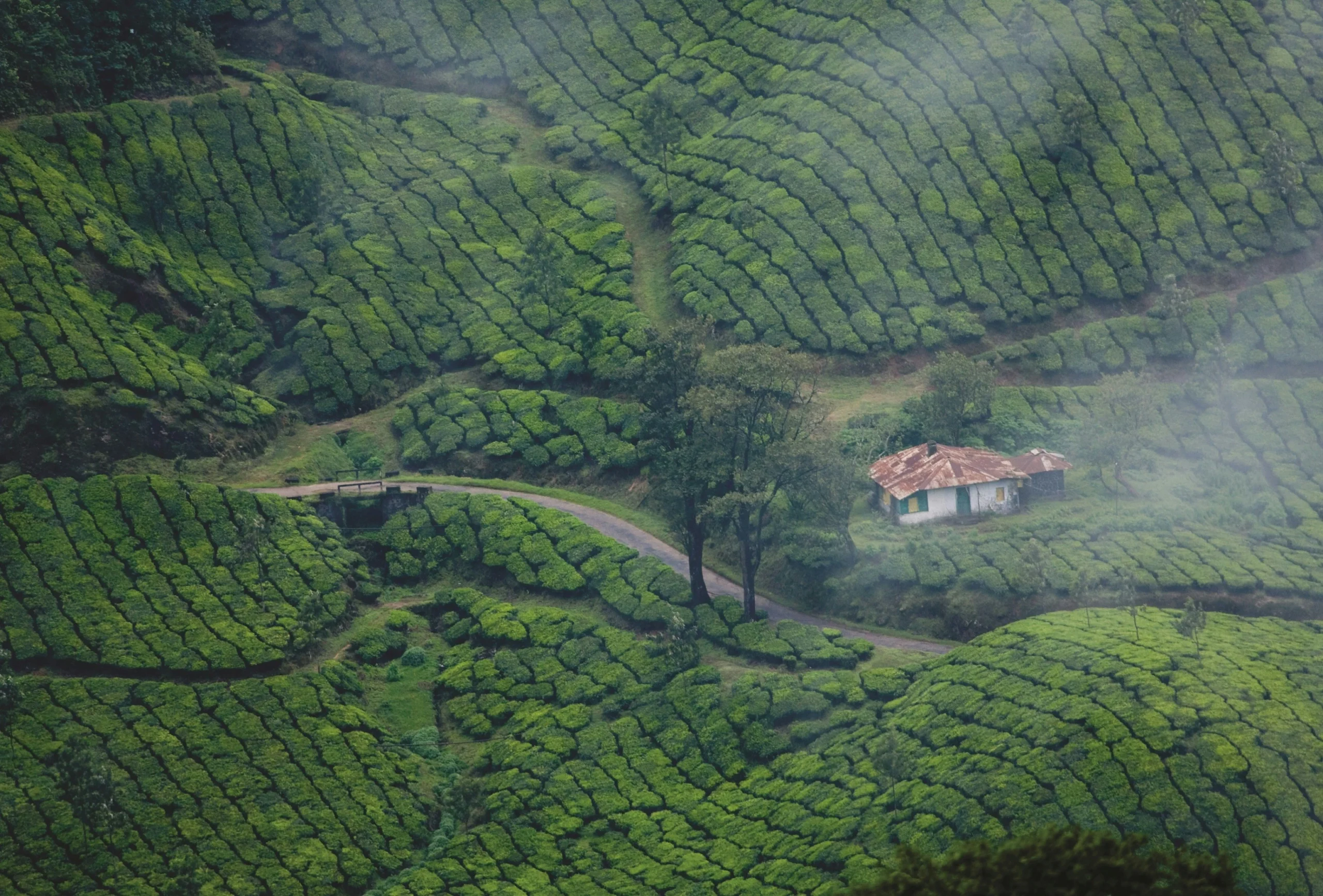 Munnar Hills