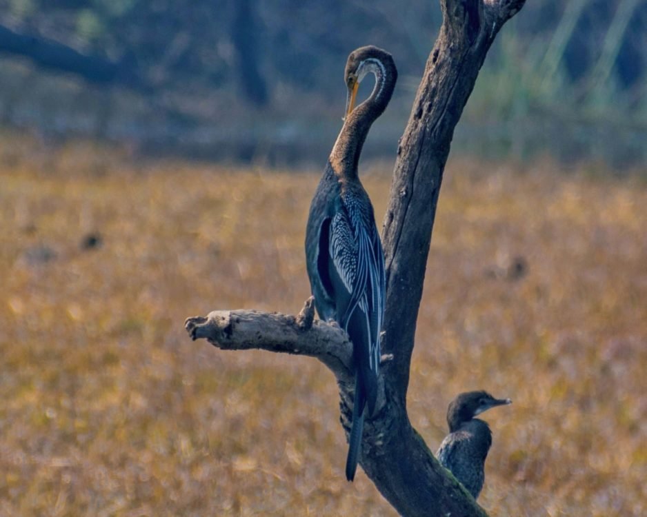 Oriental Darter, Bharatpur Bird Sanctuary