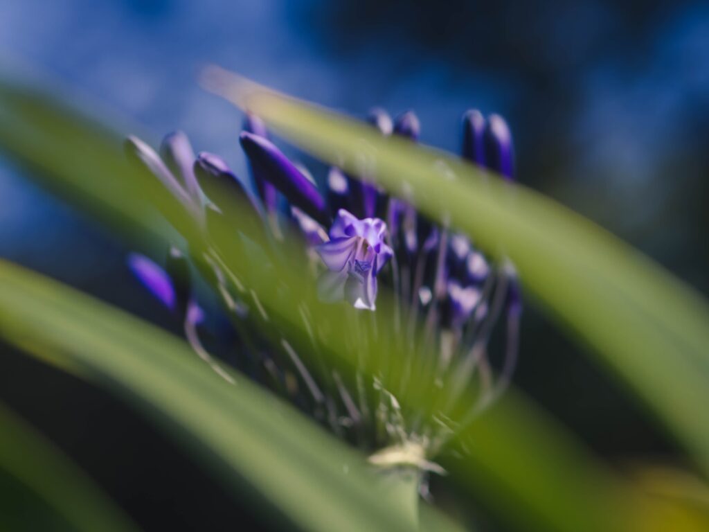 Royal Botanical Garden, Melbourne, Australia